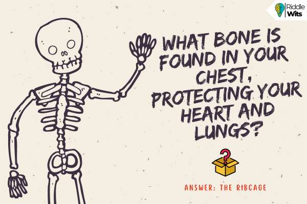 Skeletal System Riddles Skeletal System Riddles
