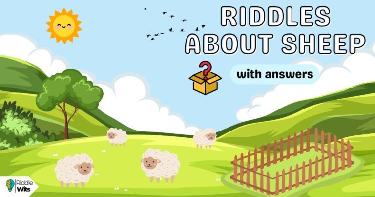riddles about sheep with answers